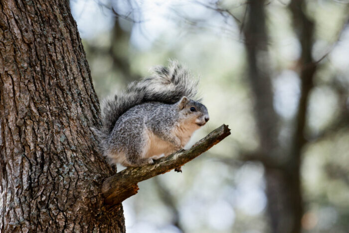 A Delmarva fox squirrel sits on a small branch, revealing its white belly to the photographer below.