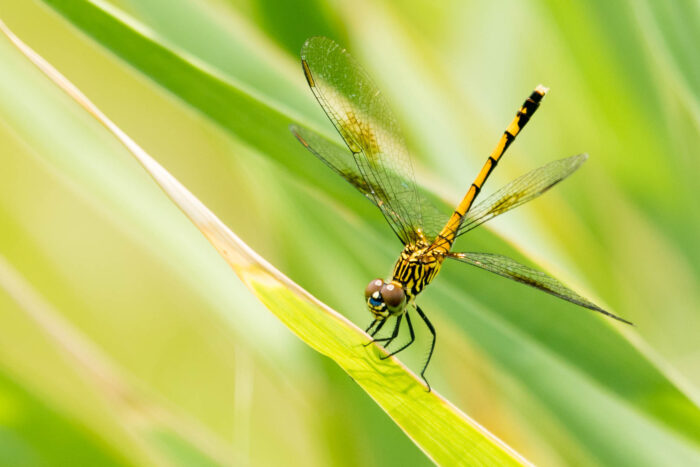 A seaside dragonlet dragonfly clings to a blade of marshgrass, its large, wraparound eyes looking toward the camera.