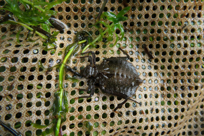 A dragonfly larvae, with a black, shield-shaped body, is caught in a cloth net alongside green aquatic plants.