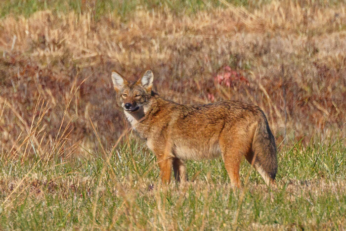 An Eastern coyote with reddish fur, large, pointy ears and a bushy, black-tipped tail stands in a grassy meadow.