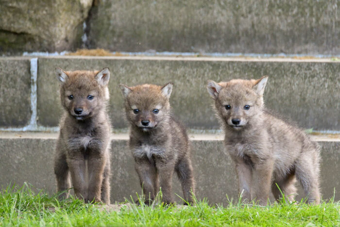 Three coyote pups stand in front of a cement wall.
