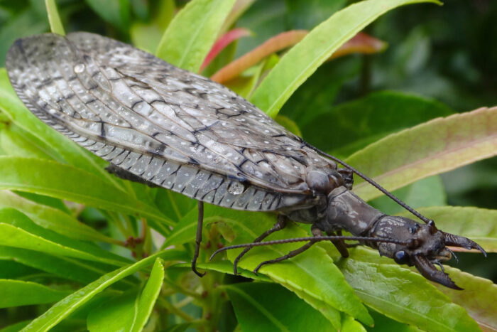 A dobsonfly perches on a leafy plant, its large, veined wings covering most of its body and its long antennae pointing backwards from its head.