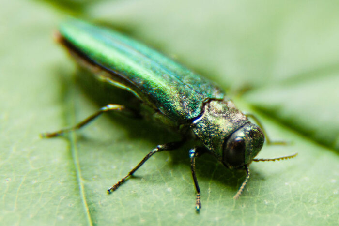 An iridescent emerald ash borer stands on a leaf.