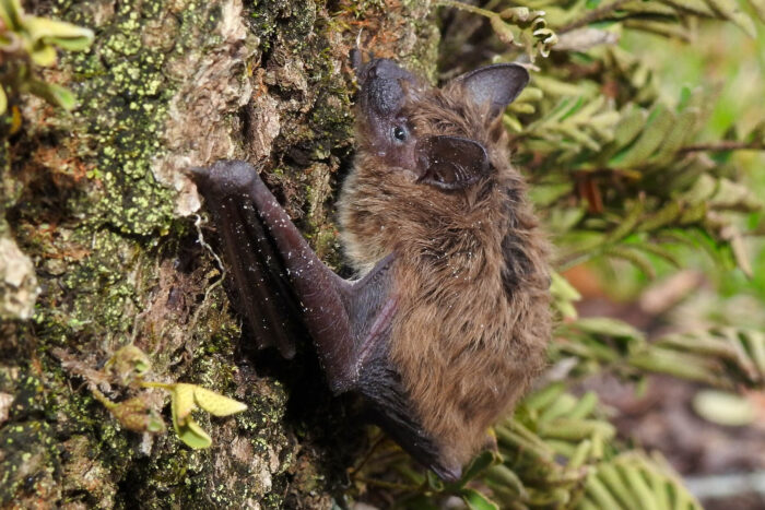 An evening bat clings to the trunk of a tree.