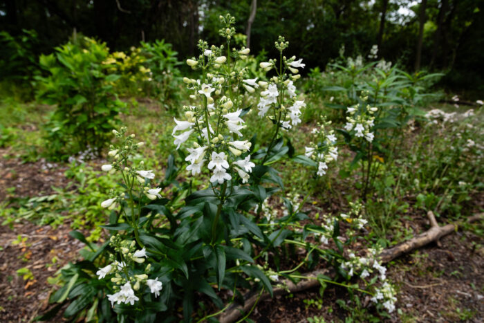 White flowers bloom on foxglove beardtongue, growing in bunches.
