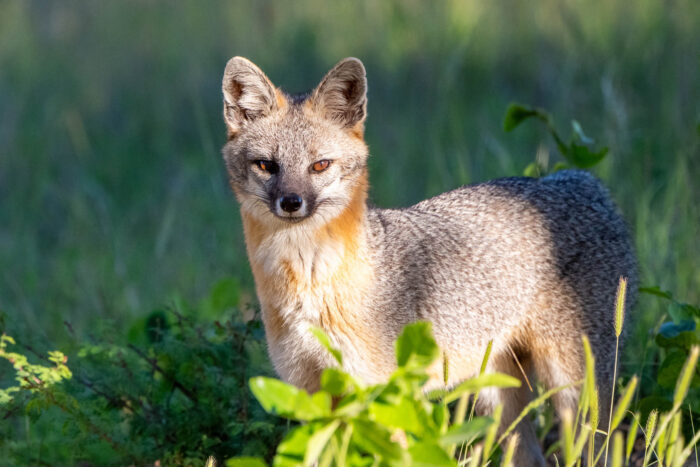 A gray fox with gray fur, a reddish chest and white cheeks, muzzle and throat stands in a grassy meadow.