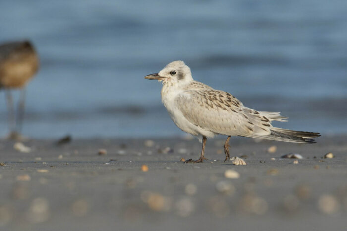 Gull-billed tern walks on a sandy beach.