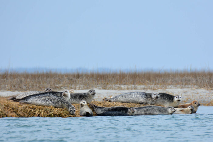 A dozen harbor seals in varying colors, most light gray with dark spots, rest on the edge of a beach.