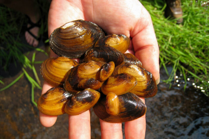Hand holding several James spinymussels.