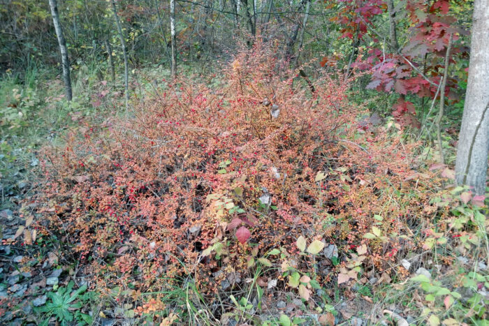 Japanese Barberry with many red leaves takes up several feet of space in a forest.