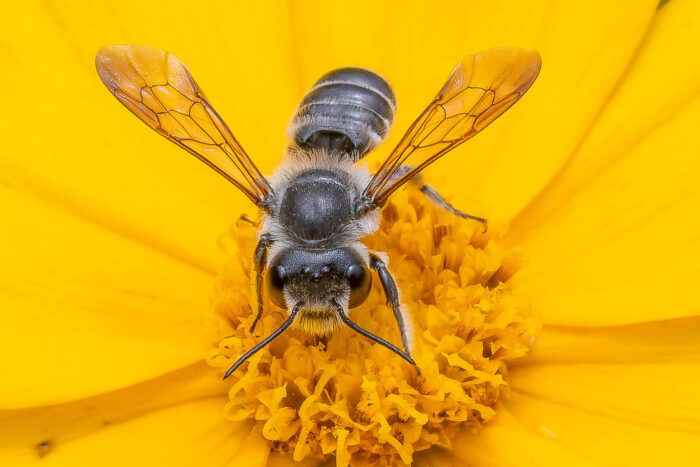 A leafcutter bee sips nectar from a flower.