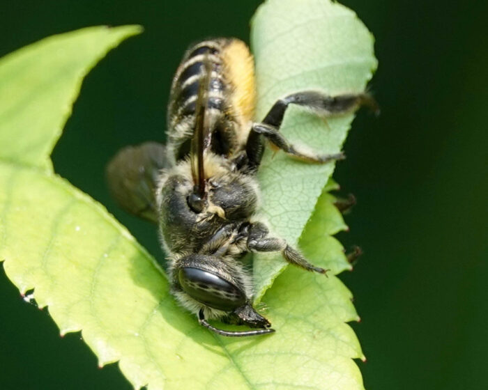 A leafcutter bee uses its sharp mandibles to chew a line down the center of a leaf, holding part of the leaf in its legs while it works.