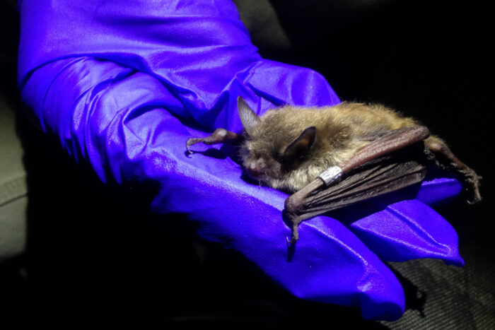 A gloved hand holds a little brown bat whose wing is tagged with two metal rings.