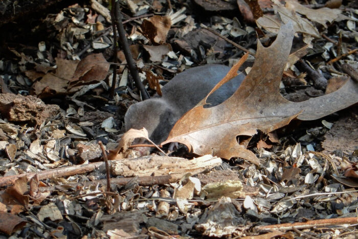 A long-tailed shrew forages for food among dried leaves and fallen sticks.