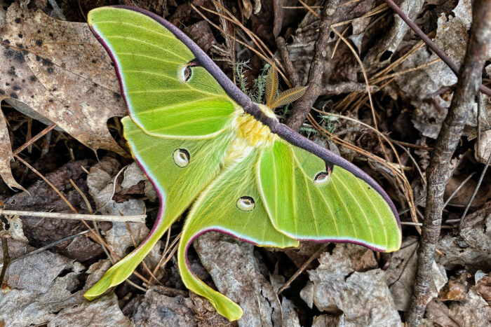 A luna moth perches atop leaf litter and small twigs.