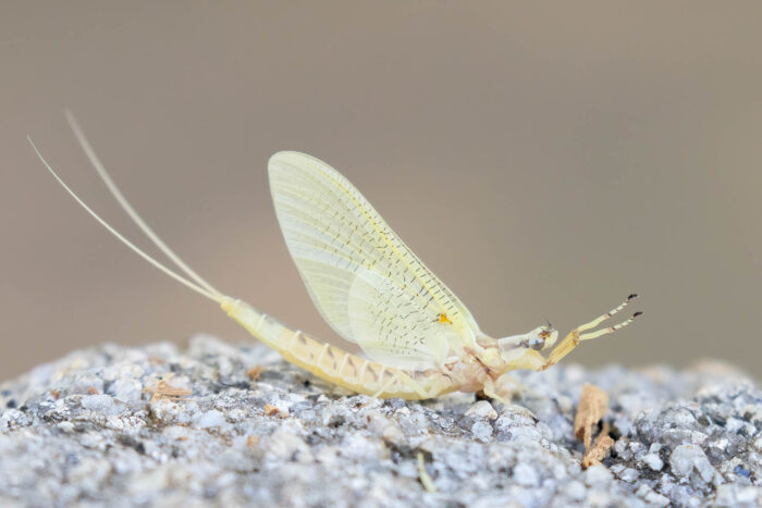 A cream-colored mayfly stands on a rock, its two long tails curving upward in an arc.