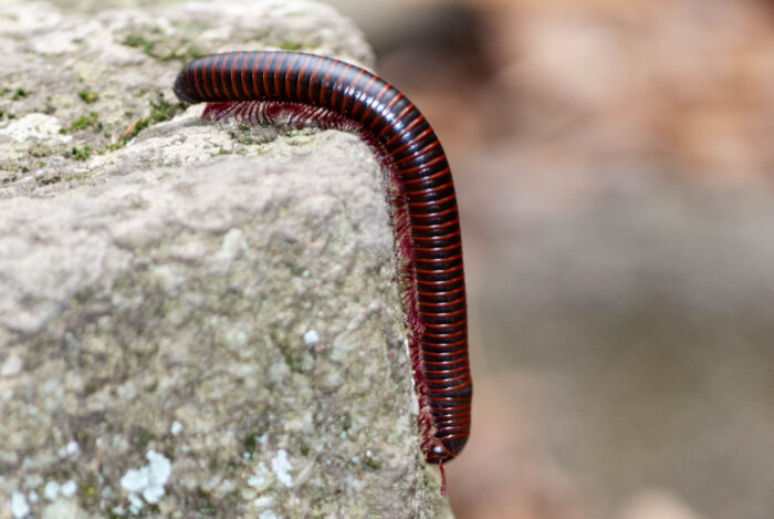 A millipede with black and red coloring crawls across over a boulder's edge.