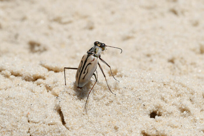 A Northeastern beach tiger beetle stands in bright sunlight on a patch of sand.