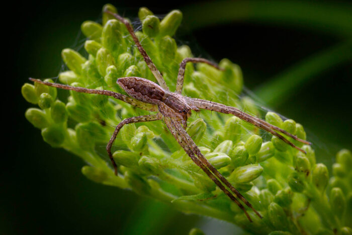 Nursery spider begins making a web shelter on a plant.