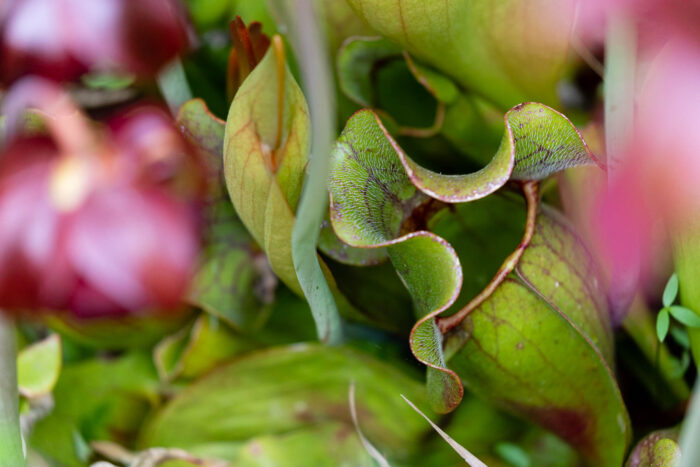 A close-up of a pitcher plant leaf, which is shaped like a pitcher. The pitcher plant leaf is bordered by out of focus flowers which are a deep maroon color.