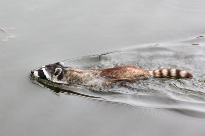 A raccoon swims through the water, keeping its face and tail above the water's surface.