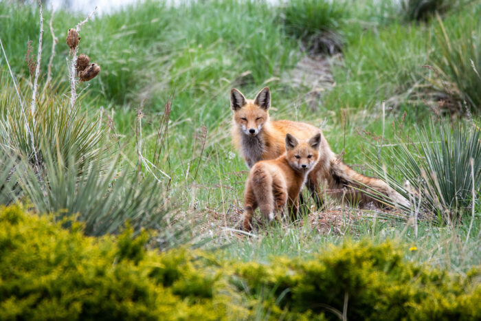 An adult red fox and its pup stand together on a grassy hillside, both facing the photographer.