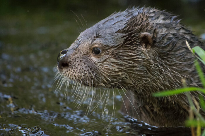 A close-up view of a river otter's face shows its dense brown fur, small round ears and long white whiskers.