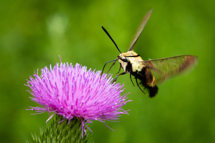 A snowberry clearwing hovers above a thistle, its fast-beating wings a blur and its long proboscis actively sipping nectar from the purple flower.