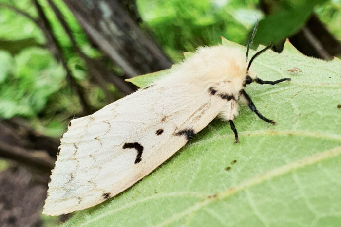 A female spongy moth with cream-colored wings stands on a leaf.
