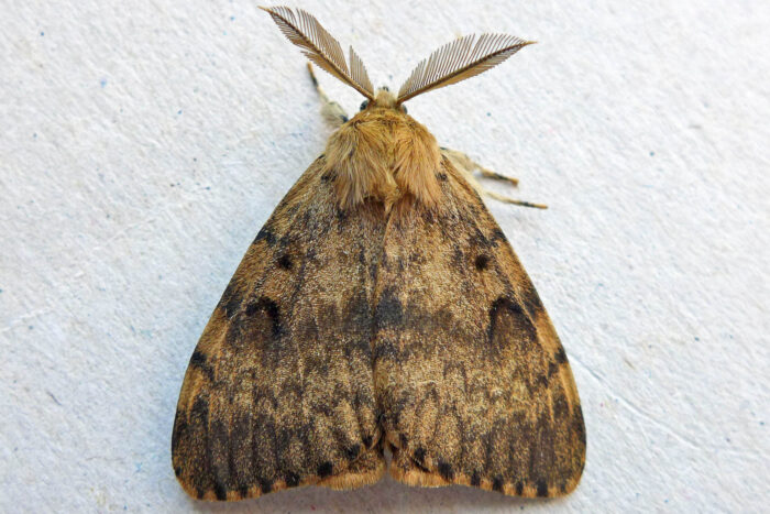 A male spongy moth with brown mottled wings and feathery antennae stands on a light-colored surface.