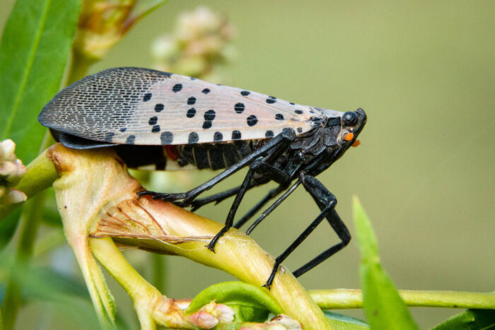 A spotted lanternfly perches on the steam of a plant.