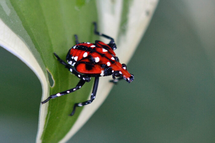 A bright red spotted lanternfly nymph stands on the edge of a leaf as if poised to jump.