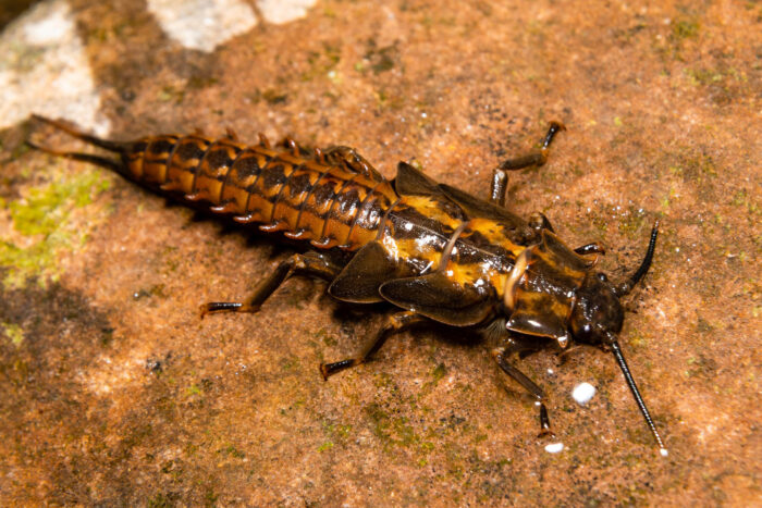 A stonefly nymph stands on a rock that is wet with stream water.