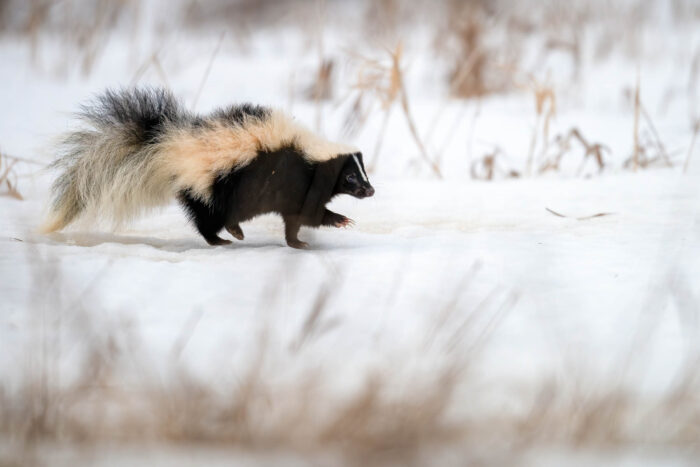 A striped skunk walks across a snowy field, its feet barely breaking the surface.