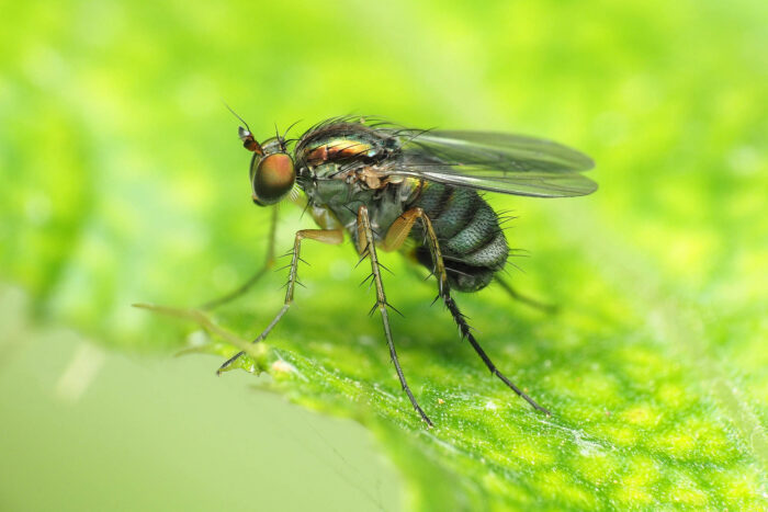 Seen in profile, a true fly stands on a leaf, its two pairs of wings held straight back from its body.