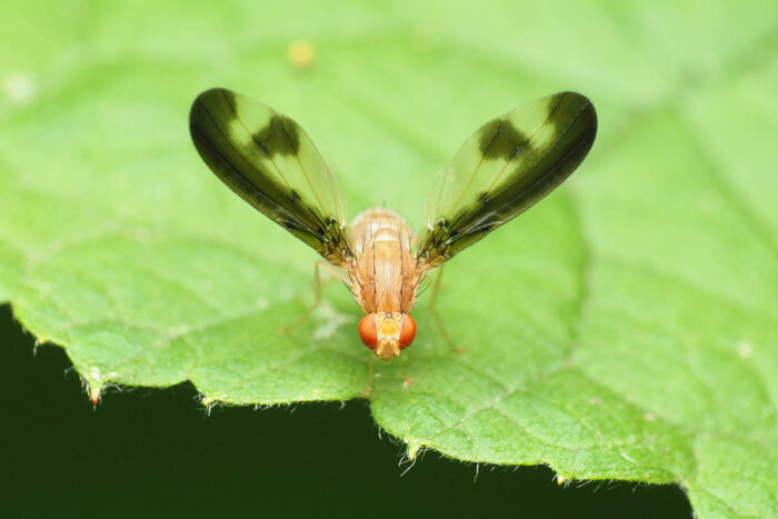A true fly with large, red compound eyes stands on a leaf.