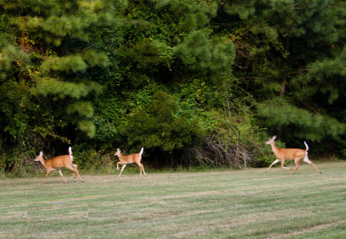 Three white-tailed deer hold their tails aloft as they run from a grassy field into a dense thicket of trees.