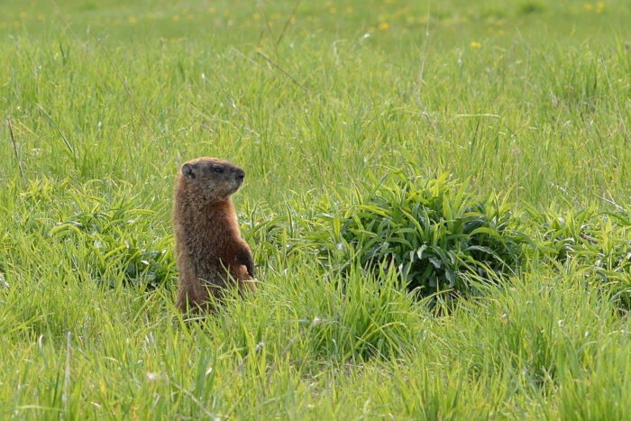 A woodchuck stands on its hind legs in a grassy field.