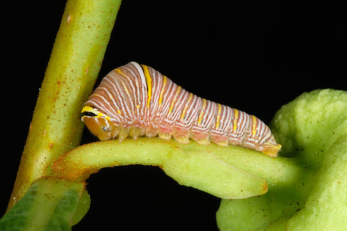 A zebra swallowtail caterpillar clings to the stem of a leafy plant.