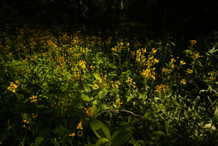 Clusters of golden ragwort cover woodland floor.