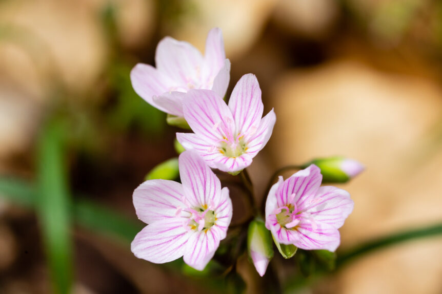 Native Spring Flowers Early spring pollinators strike gold with this native wildflower
