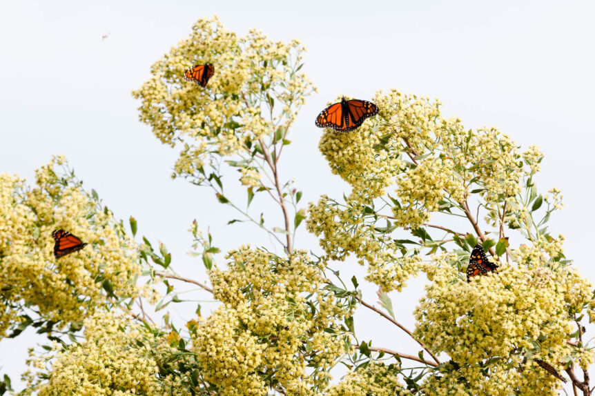Early spring pollinators strike gold with this native wildflower