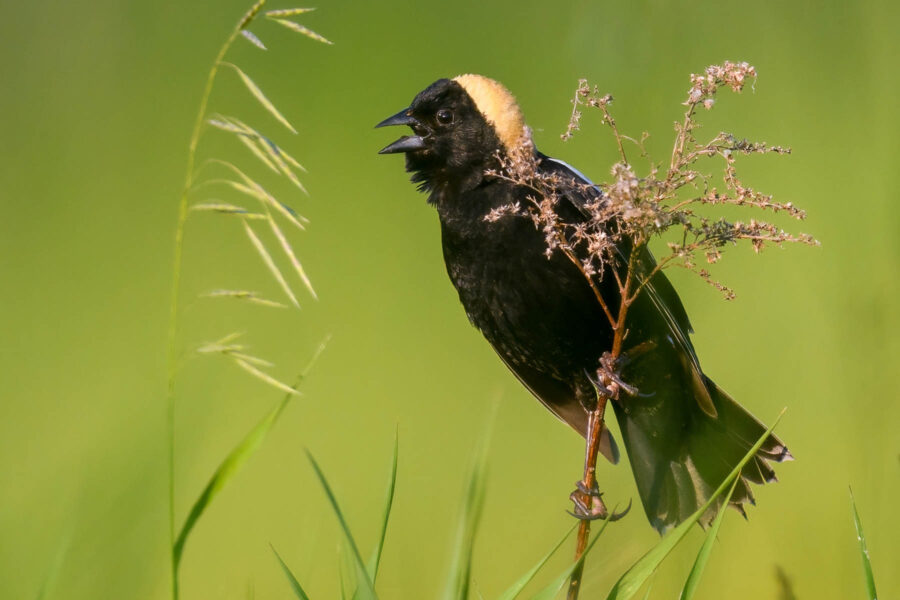 A black bobolink with yellow coloring on the crown of it's head is perched on tall grass.