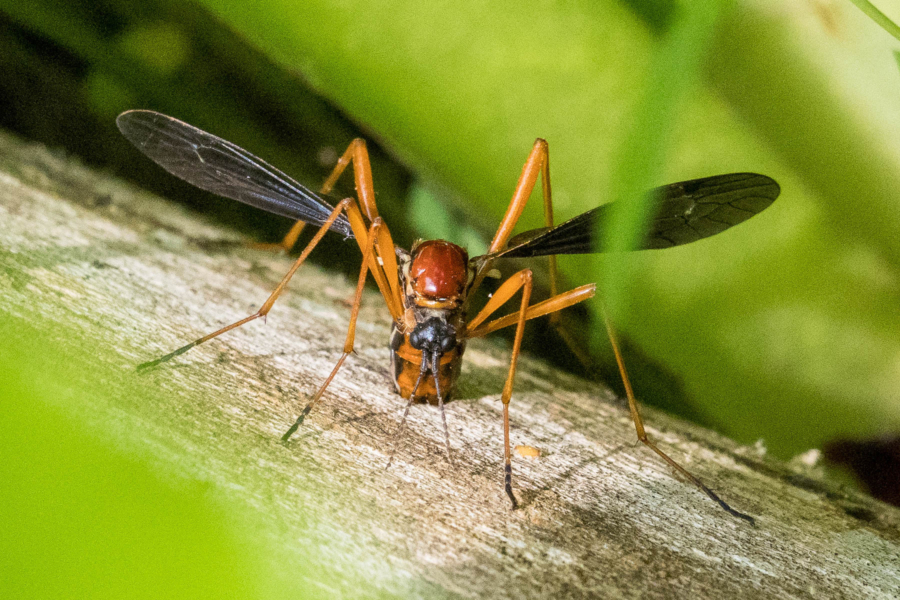 A crane fly rests on a branch.