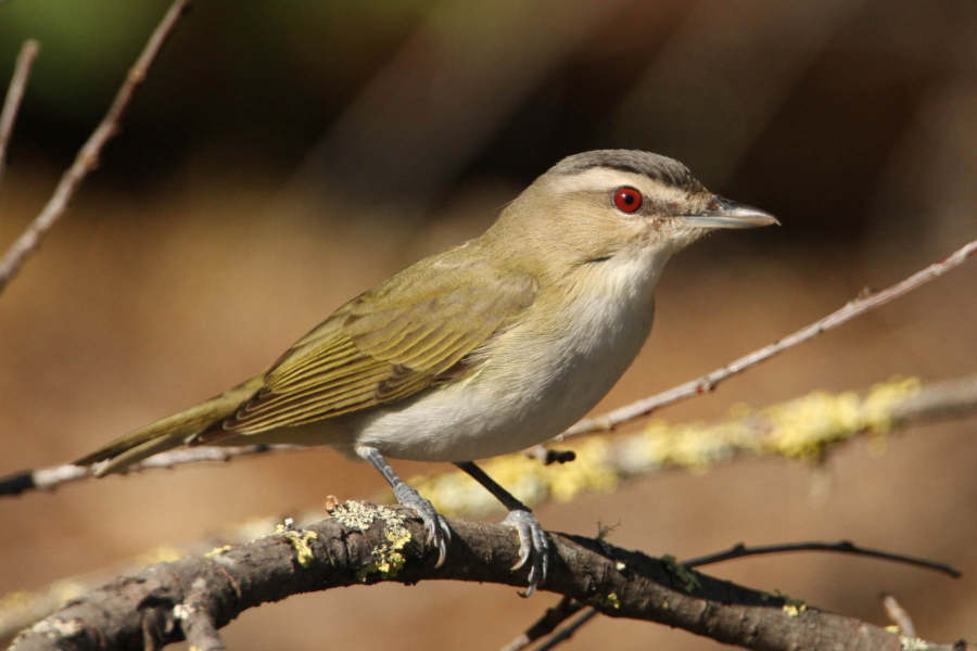 A red-eyed vireo is perched on a tree branch.