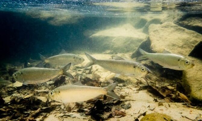 Alewife
