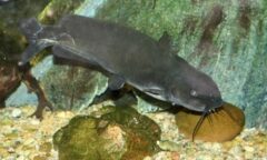 Small image of 