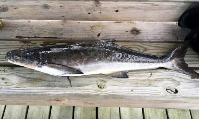Cobia