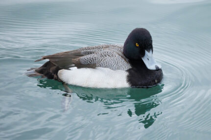 Male lesser scaup.
