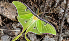 Small image of A luna moth spreads wide green wings with spots on the forest floor.